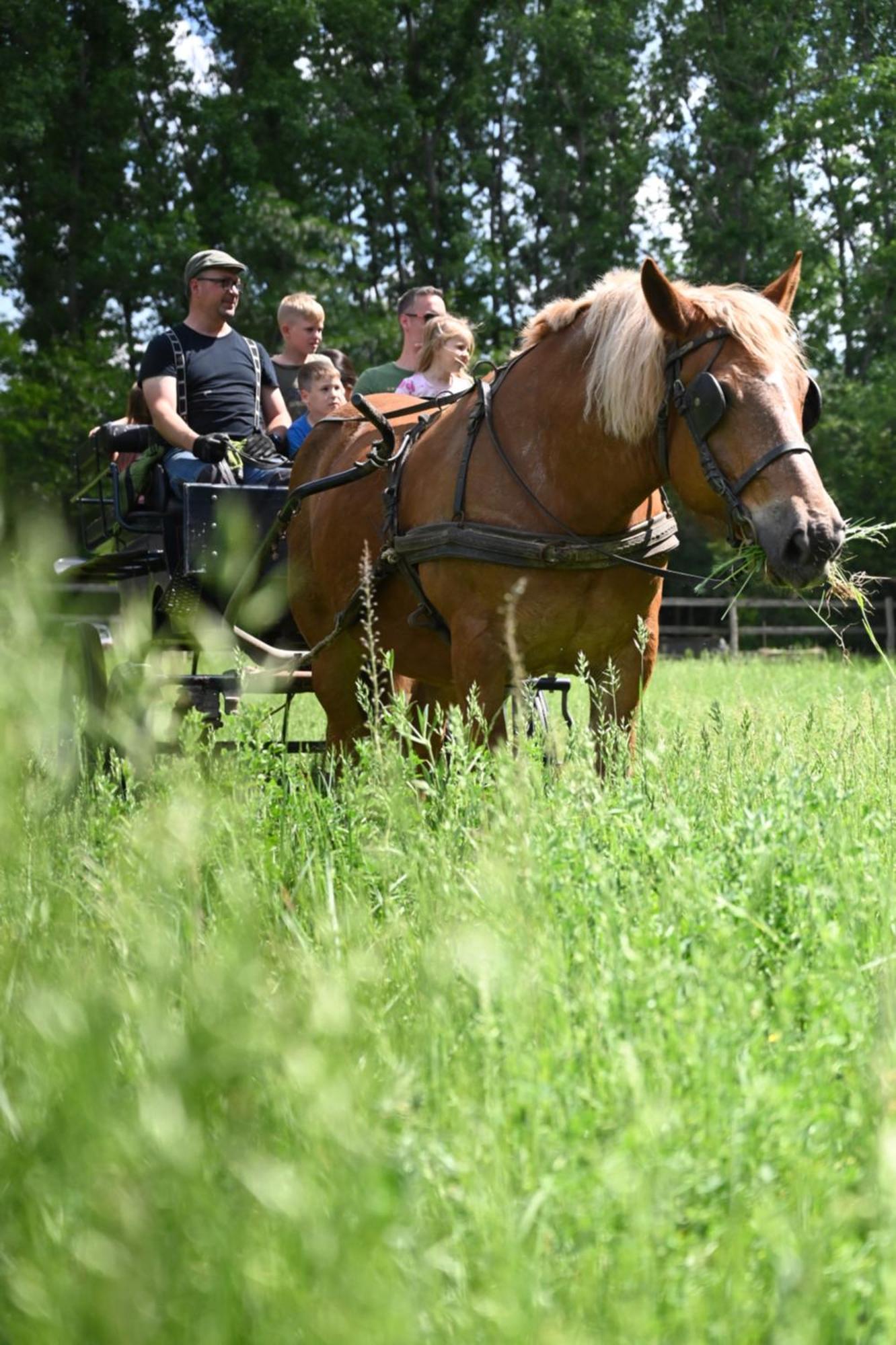 Campsite Gidran Major *